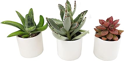 potted-succulents